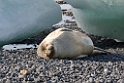 Weddell seal.Brown Bluff.20081117_5255
